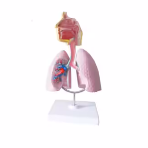 Akciğer Maketi Model 48