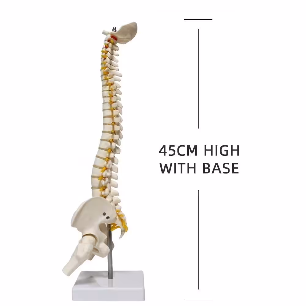 Omurga Maketi 45 cm Model 13