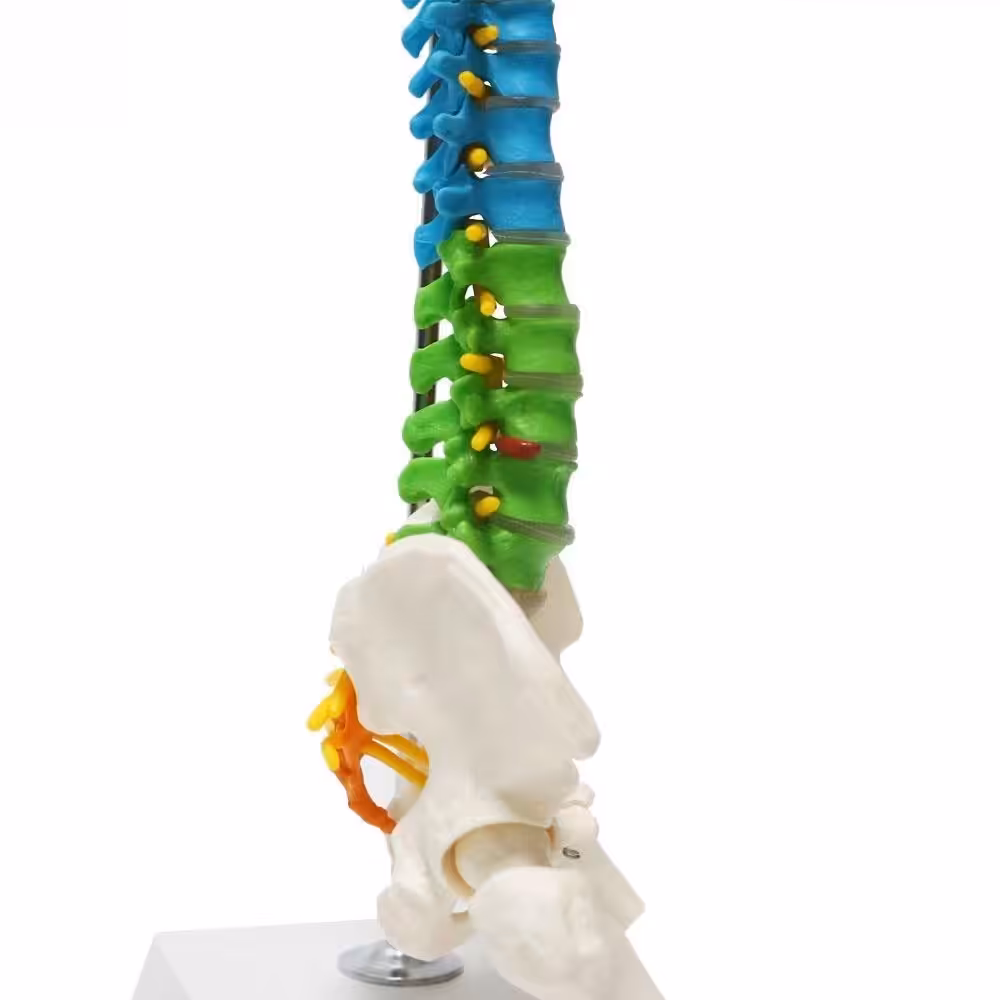 Omurga Maketi 45 cm Model 14