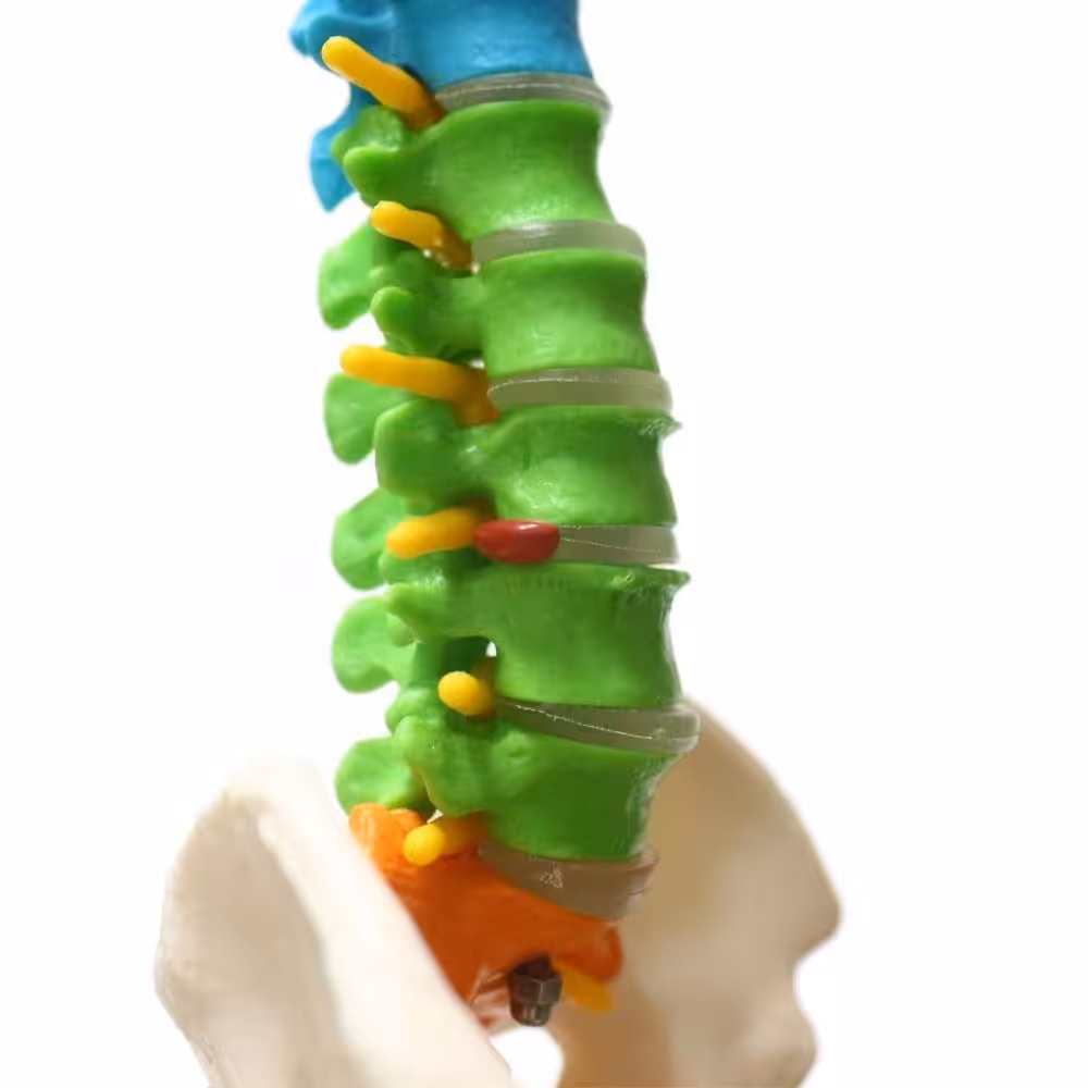 Omurga Maketi 45 cm Model 14