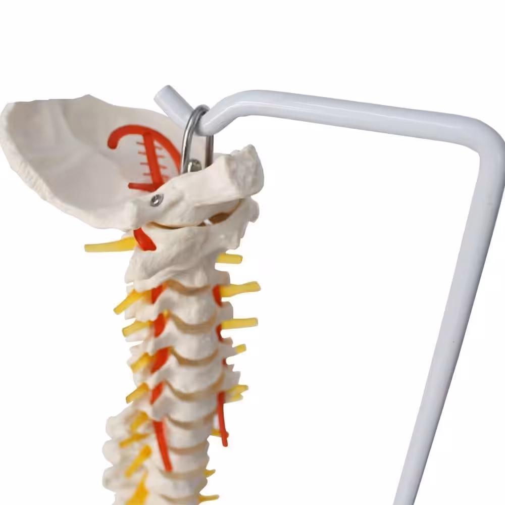 Omurga Maketi 85 cm Model 15