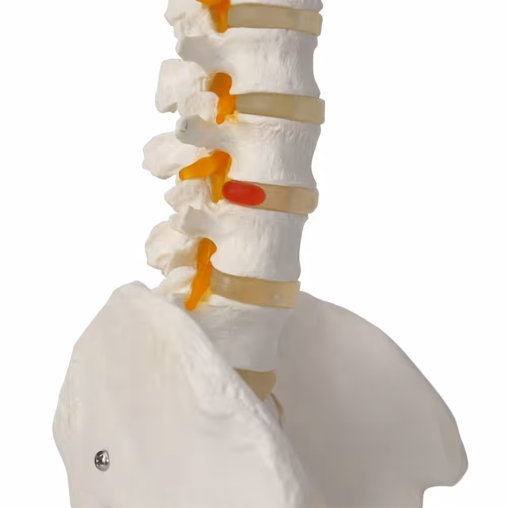 Omurga Maketi 85 cm Model 15