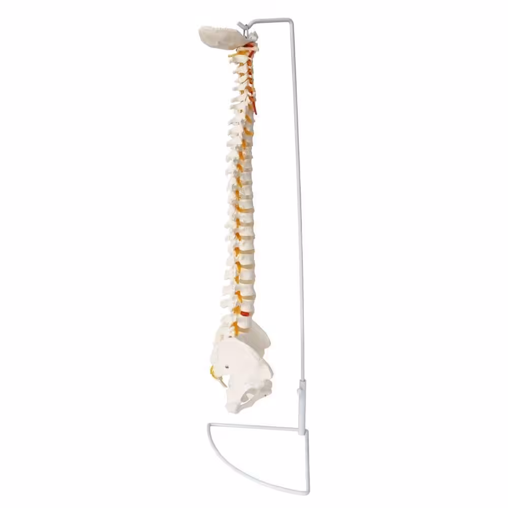 Omurga Maketi 85 cm Model 15