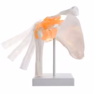 Omurga Omuz Maketi Model 30