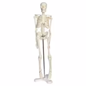 Tam İskelet Maketi 45 cm Model 4