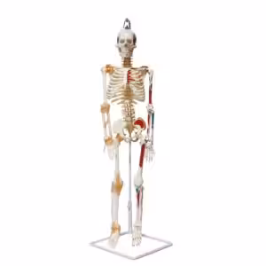 Tam İskelet Maketi 85 cm Model 9
